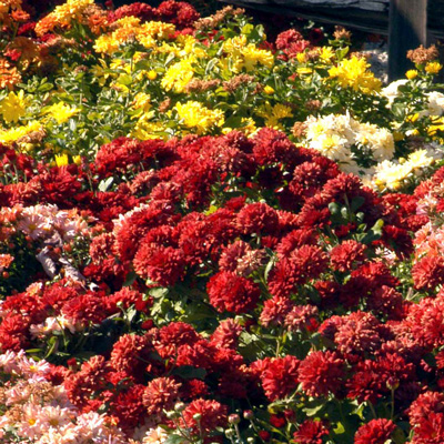 Photo: Mums are colorful for several weeks, but as the flowers age they begin to turn brown. It’s time then to cut this year’s flower stalks back to the ground.