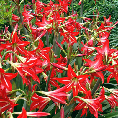 Photo: St. Joseph lily, also called “hardy amaryllis,” is the “hardy” cousin of Christmas amaryllis. You can see its more tubular form with narrow petals. We’ll have more details on growing it in the spring.