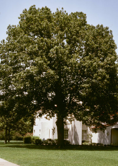 Mature red oak shows true size.