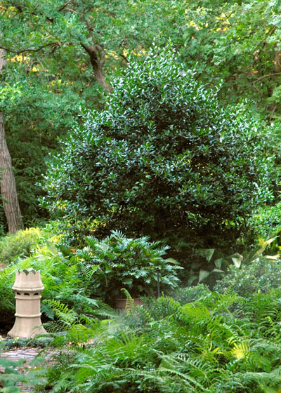Photo: Nellie R. Stevens holly is one of finest large shrubs for screening views.