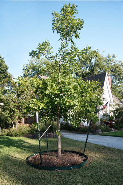 Young Shumard red oak has been staked well, but it is lacking the required tree wrap.