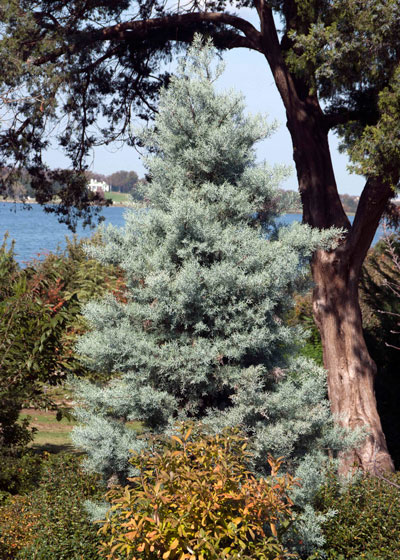 Arizona cypress – a blue selection