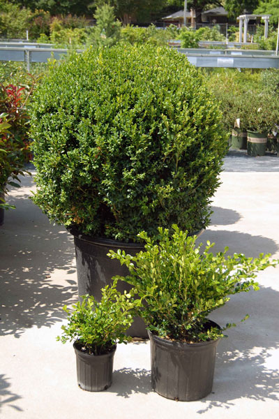 Boxwood in various sizes