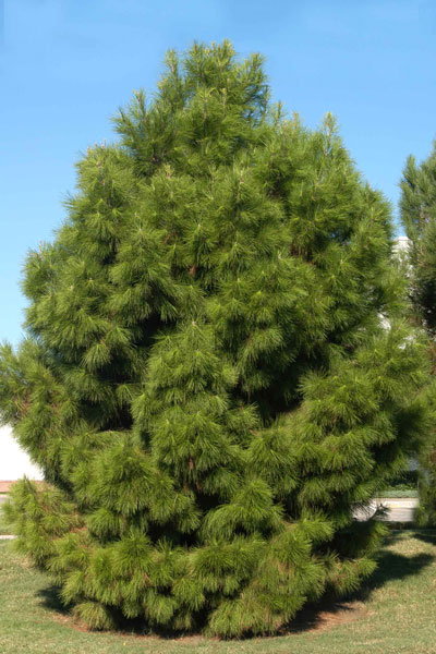 Eldarica pine