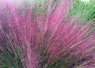 Photo: Gulf muhly, also native to Texas, is one of the few pink-flowering grasses.