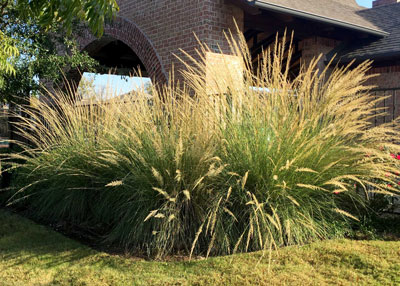 Photo: Lindheimer muhly grass is handsome native perennial for Texas.
