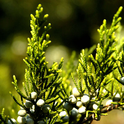 Photo: Eastern redcedar is native over the eastern half of Texas. Read on to see how good it would be as a living Christmas tree.
