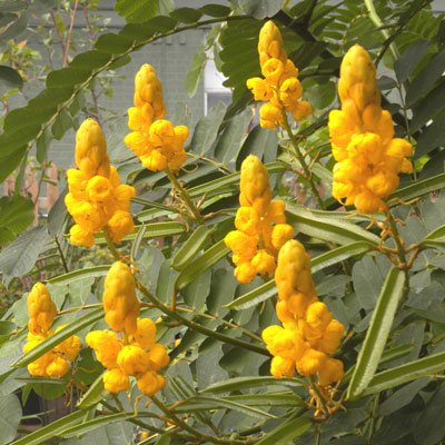 Candletrees are tall (4 to 6 feet tall) flowering annuals that are best in the backs of our beds.