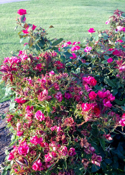 Photo: This bed of Knockout roses is infested with rose rosette virus.