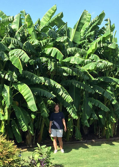 Photo: Perhaps the most impressive planting of bananas I’ve ever seen in North Texas. Photo by Russell Brown of McKinney posted to my Facebook page recently. Thanks, Russell!