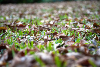 Photo: Tree leaves pile up on turf hour by hour in November.