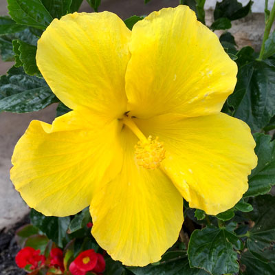 Photo: Hibiscus plants surive the winters outdoors in South Texas, but they’ll require sunny indoor settings farther north.