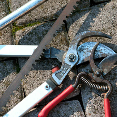 Photo: Use bow saw for branches up to 2-4 inches in diameter. Use lopping shears up to 1 inch, and hand shears up to 1/4- to 3/8-inch.