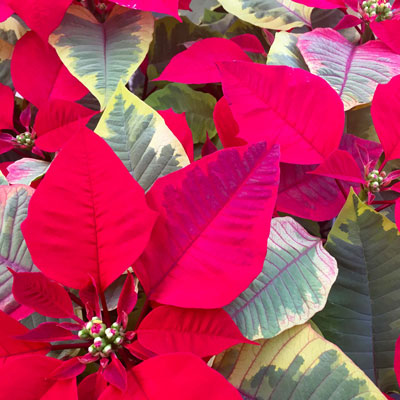 Photo: Variegated foliage adds visual interest to this red poinsettia.