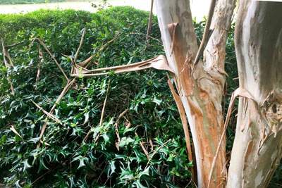 Photo: Bark from the Glendora White crape myrtle in the Sperry landscape exfoliates naturally – absolutely no cause to worry.