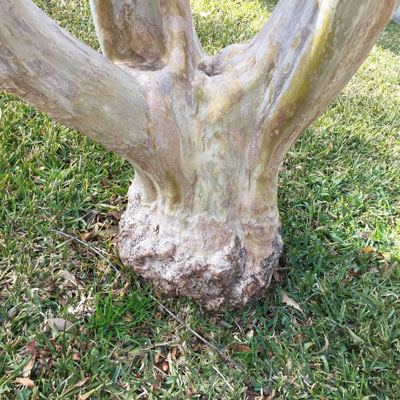 Photo: Crape myrtle trunk has been damaged badly by repeated cutting by a line trimmer.