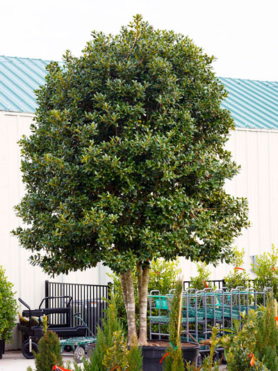Photo: Many of the better nurseries now offer larger tree-form Nellie R. Stevens hollies. This was one at Covington’s in Rowlett two years ago. Last time I was there I noticed they have others in stock.