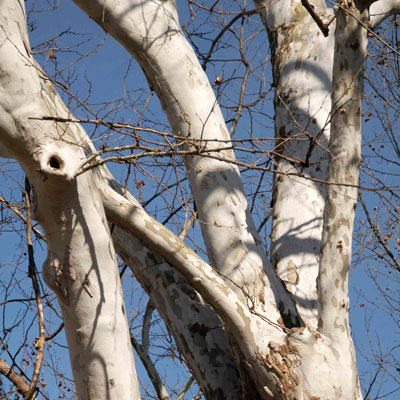 Photo: Sycamore trunks stand out like beacons in the deciduous forest in winter.