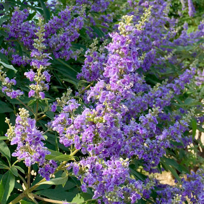 Photo: Vitex is also called chaste tree and Texas lilac (although it’s not fragrant and is unrelated to true lilacs).
