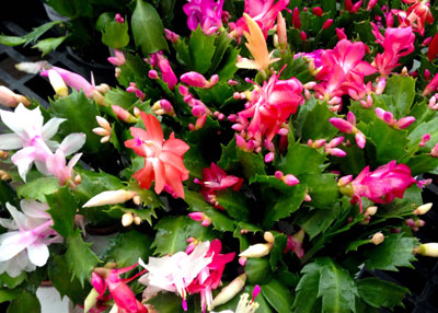 Photo: Christmas cacti produce blooms in shades of red, hot pink, white, fuchsia and salmon.
