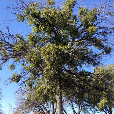Photo: Once mistletoe becomes this widespread it’s difficult to turn it around. It’s time to hire a certified arborist.