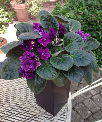 Photo: Crowded African violet plant is ready to be divided and repotted.