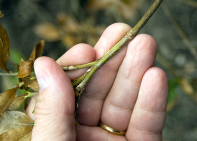 Photo: Gardenia has been hurt by cold. Small cracks in twigs suggest that stems may ultimately be lost.