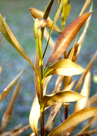Photo: Oleander was hurt in recent cold, but should it be trimmed now?