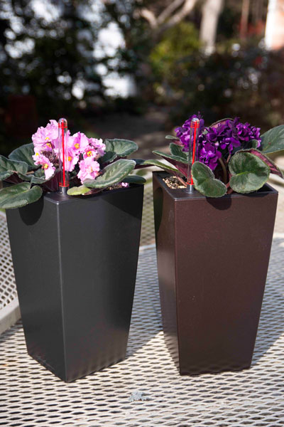 Photo: Newly potted African violets in vertical, self-watering Lechuza pots.