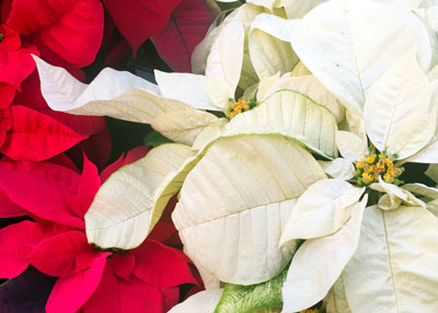 Photo: Traditional red poinsettia stands in stark contrast to the snow-white type. Take good care of them and they can reward you for months.