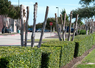 Photo: No topping of crape myrtles could be any more awful. Yet these poor plants get whacked every winter.