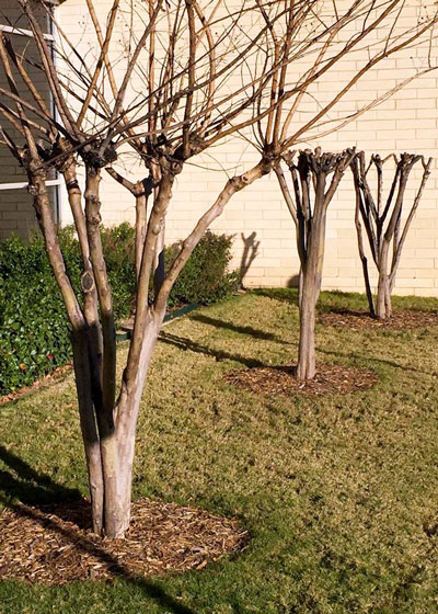 Photo: The crew wore themselves out and had to go home before they could finish. Ugh! These poor, poor crape myrtles.