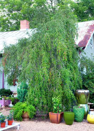 Photo: Weeping yaupon holly is a very large plant, so give it ample room. It covers itself with red berries all winter.