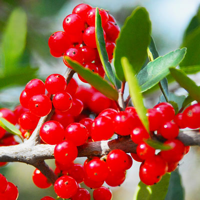 Photo: Small yaupon holly berries are brilliant red. They persist all winter.