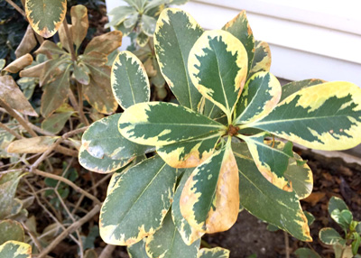 Photo: This variegated pittosporum in my own landscape in rural Collin County will not survive. The leaves are browning quickly, and the stems will soon be soft and mushy. Maybe someday I’ll understand why I still bother to plant it as far north as we live.