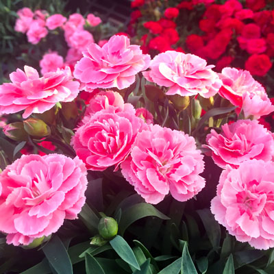 Photo: Garden carnation