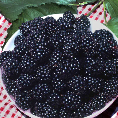 1-26-17-blackberries