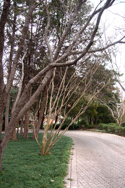 Photo: My beloved Catawba crape myrtle had nowhere to grow. I either needed to move or remove it. I chose the former.