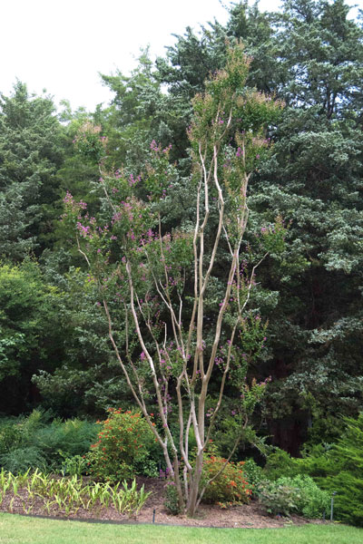 Photo: The newly moved crape myrtle managed to scare up a few blooms that first summer. It’s gotten more and more vigorous. The work was definitely worthwhile!