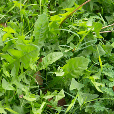 1-30-17-broadleafed-weeds