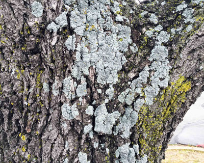 Photo: This colony of lichen species is growing on a perfectly healthy tree in Collin County, Texas.