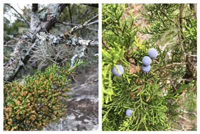 Ball moss and lichens on a pollen-loaded male Ashe juniper; Fleshy cones adorn a nearby female.