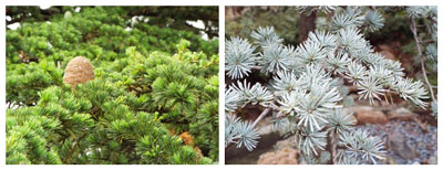 Left: An Atlas Cedar at Longwood Gardens in Pennsylvania. Right: Blue Atlas Cedar at Chandor Gardens. Click image for larger view.