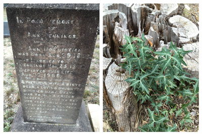 Left: Jacob’s Well Cemetery. Right: Tiny agarita springs forth from a dead juniper stump.