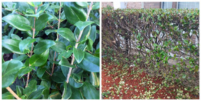 Photo: (L) Healthy waxleaf twigs as they looked two weeks ago. (R) Cold-damaged leaves are dropping profusely. Click image for larger view.