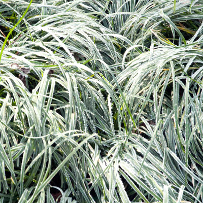 11-17-16-frost-on-mondograss