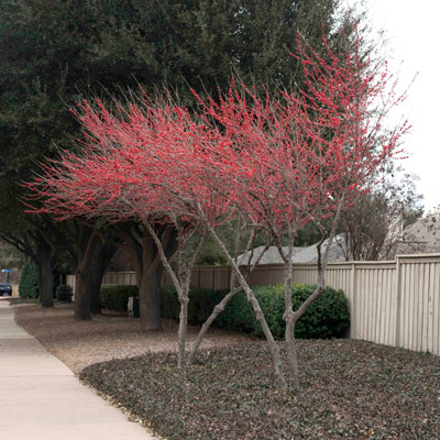 Photo: Possumhaw hollies were planted by the developer of Stonebridge Ranch in McKinney 25 years ago. They are beautiful mature plants now.