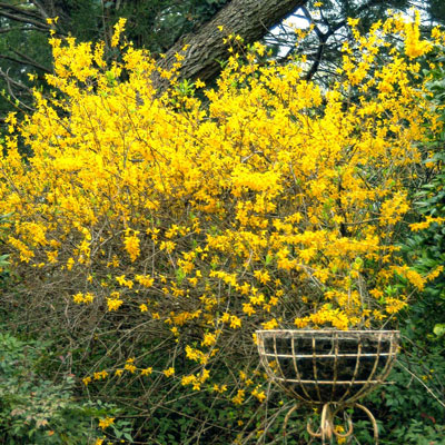 Photo: Another planting of forsythias on the opposite side of our landscape (2015). I have plants in six or eight places. Did I tell you that I love forsythias?
