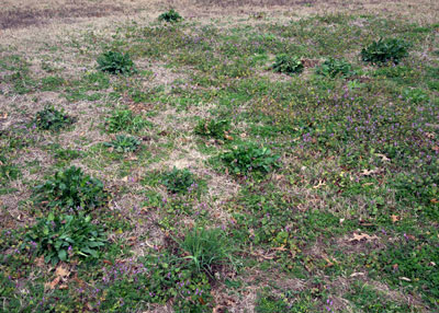 Photo: Early spring lawns are often plagued by a variety of unsightly weeds. But is a “weed-and-feed” product a good idea? Maybe not.