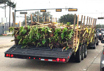 Photo: I pulled up to a stoplight on my way home last Sunday. This load of a thousand banana plants was sitting alongside me. That’s evidence: it’s time to get planting.